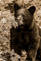 Bear Banff-Edit sepia