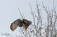 Great Grey (1 of 4)