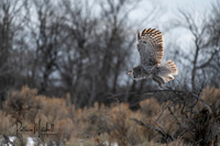 Great grey (2 of 8)