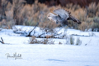 Great Grey (3 of 4)