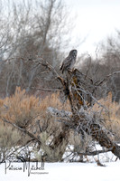 Great grey (3 of 8)