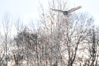 Great grey (5 of 8)