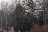 Great grey (6 of 8)