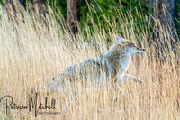 Coyote in the Tall Grass 2
