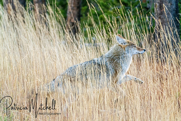 Coyote in the Tall Grass 2