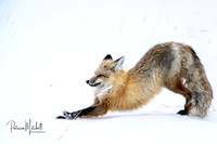 Teton Fox (1)
