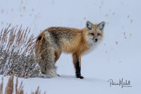 Teton Fox 3
