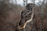 Great grey (1 of 8)