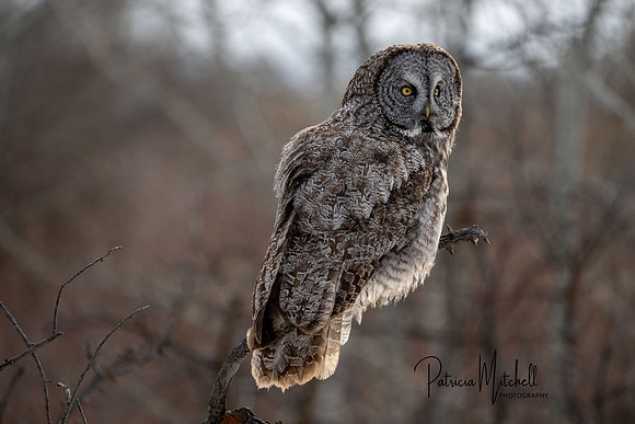 Great grey (1 of 8)