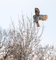 Great grey (7 of 8)