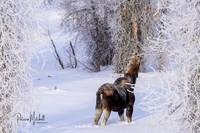 Winter Wonderland Moose 4 (1 of 1)