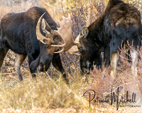 Battle of the Bulls