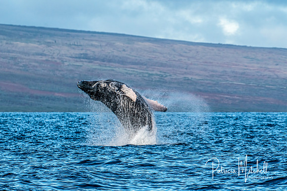 Humpback Breach (1 of 2)