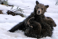 Cubs in the Snow