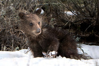 Snow Cub 2