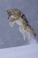 Air Coyote 1
