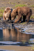 cubs-1