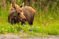 Daisy Moose-1