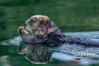 Otter Joey-1