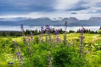 Homer Alaska Landscape-1