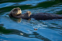 Zen Otter-1