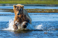 Charging Bear-1
