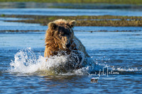 swimming bear-1