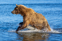 Fishing Bear-1