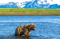 Fishing Bear2-1