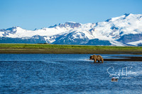 Fishing Bear LANDSCAPE-1