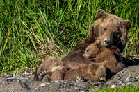 Bear Hugs-