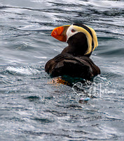 Tuffed Puffin