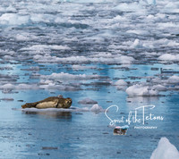 Instagram Iceburg Seal