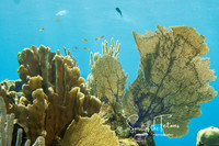 Baby fishies-1