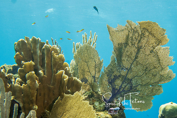 Baby fishies-1
