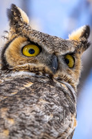 Great Horned Owls-5