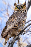 Great Horned Owls-6