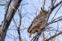 Great Horned Owls-7