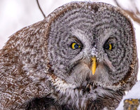 Great Grey Close up (1 of 1)