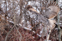 Great Grey owl in flight-1
