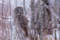 Great Grey Owl snowy-2