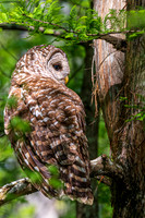 Barred owl3-1