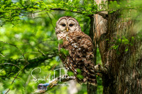Barred Owl-1