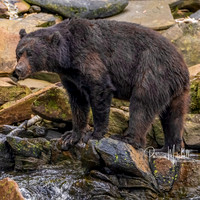 Black bear neets & instagram