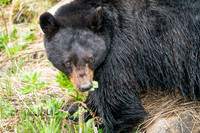 Black Bear Yellowstone
