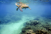 Deep Blue Sea Turtle II