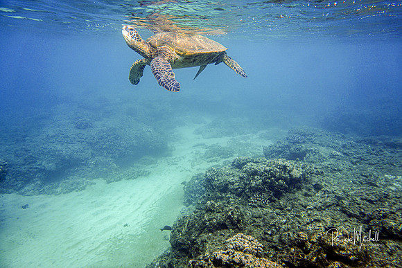Deep Blue Sea Turtle II