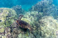 Sea Turtle in Coral
