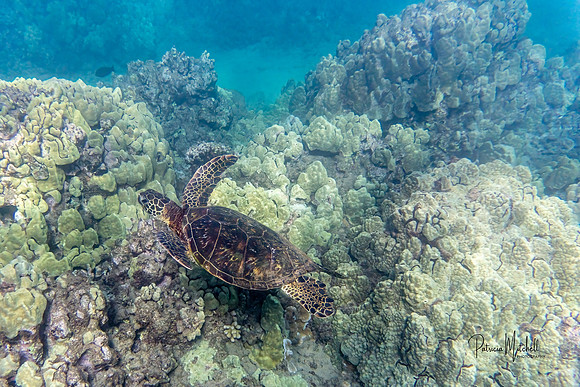 Sea Turtle in Coral