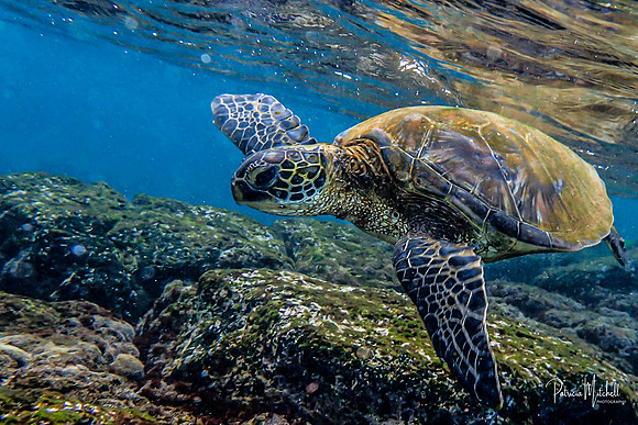 Kauai Sea Turtle (1 of 1)